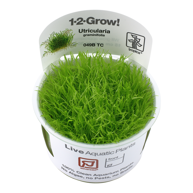 Utricularia graminifolia