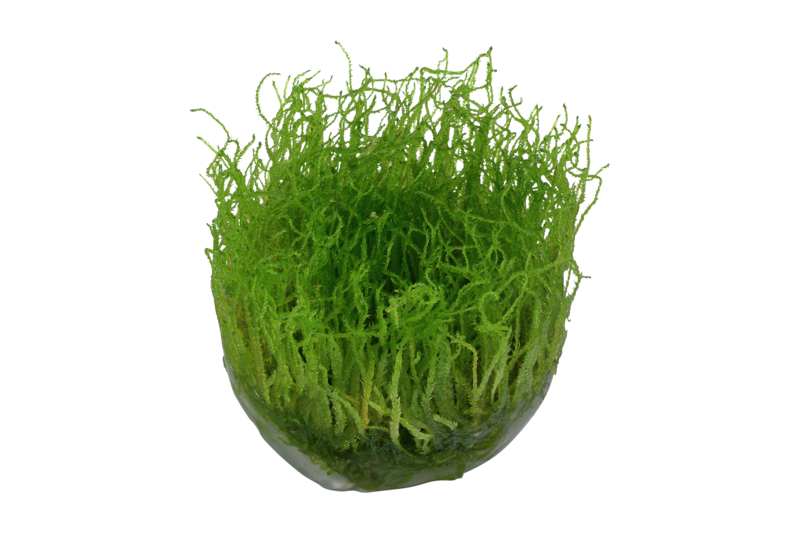 Taxiphyllum barbieri Javamossa Bogor Moss