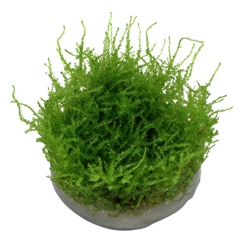 Vesicularia montagnei 'Christmas' mossa