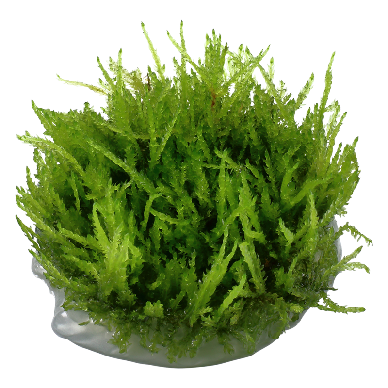 Vesicularia ferriei 'Weeping' mossa