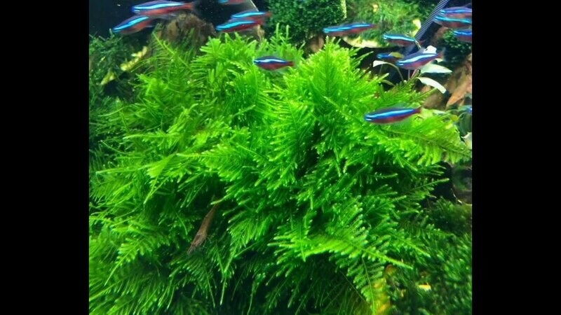 Peacock Mossa