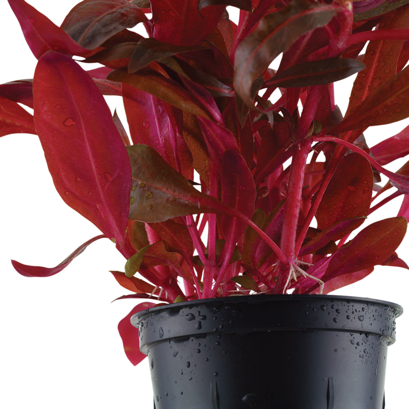 Alternanthera reineckii 'Rosanervig'