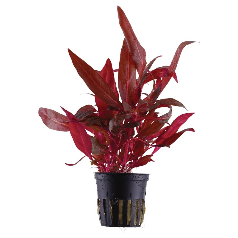Alternanthera reineckii &#39;Rosanervig&#39;