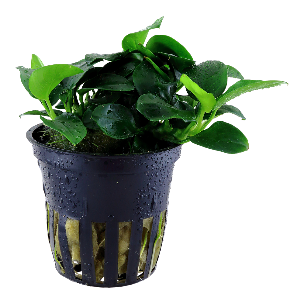 Anubias barteri 'Petite'