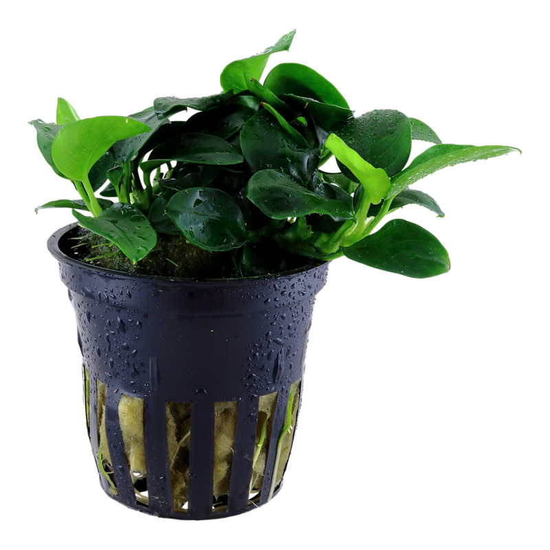 Anubias barteri &#39;Petite&#39;