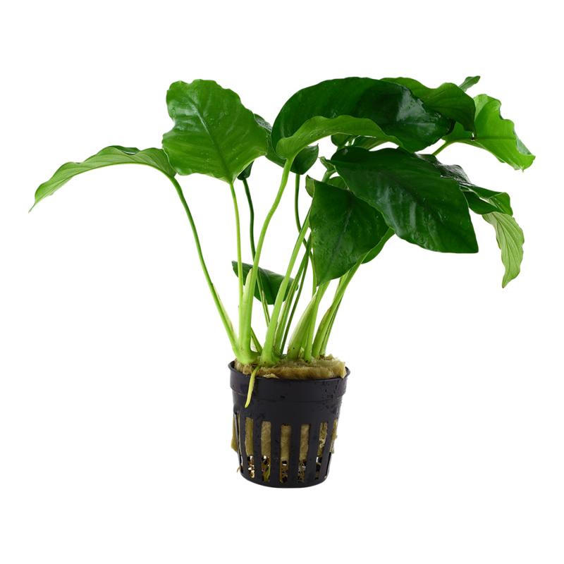 Anubias barteri var, barteri