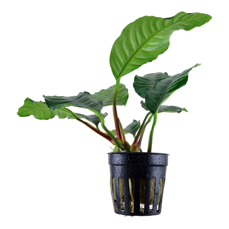 Anubias barteri var, &#39;Coffeifolia&#39;