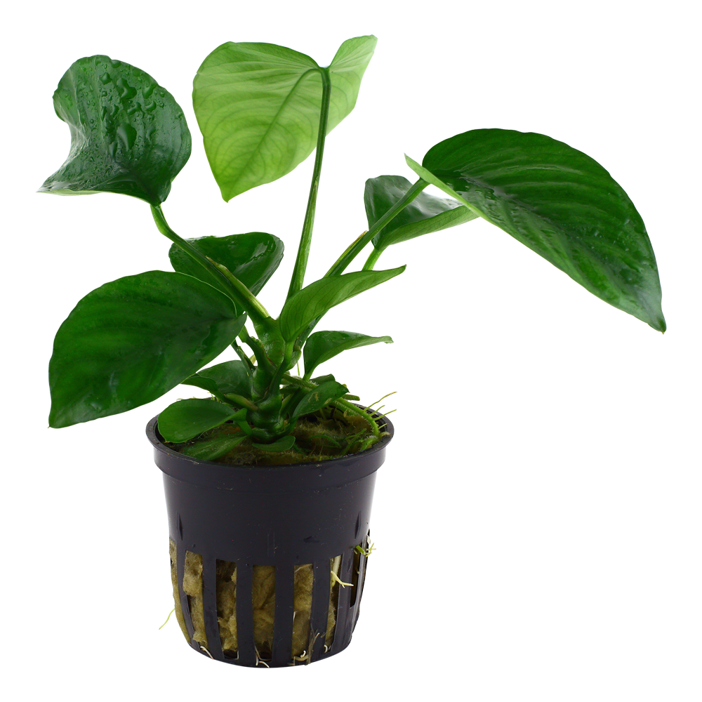 Anubias barteri var, caladiifolia