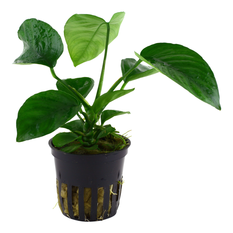 Anubias barteri var, caladiifolia