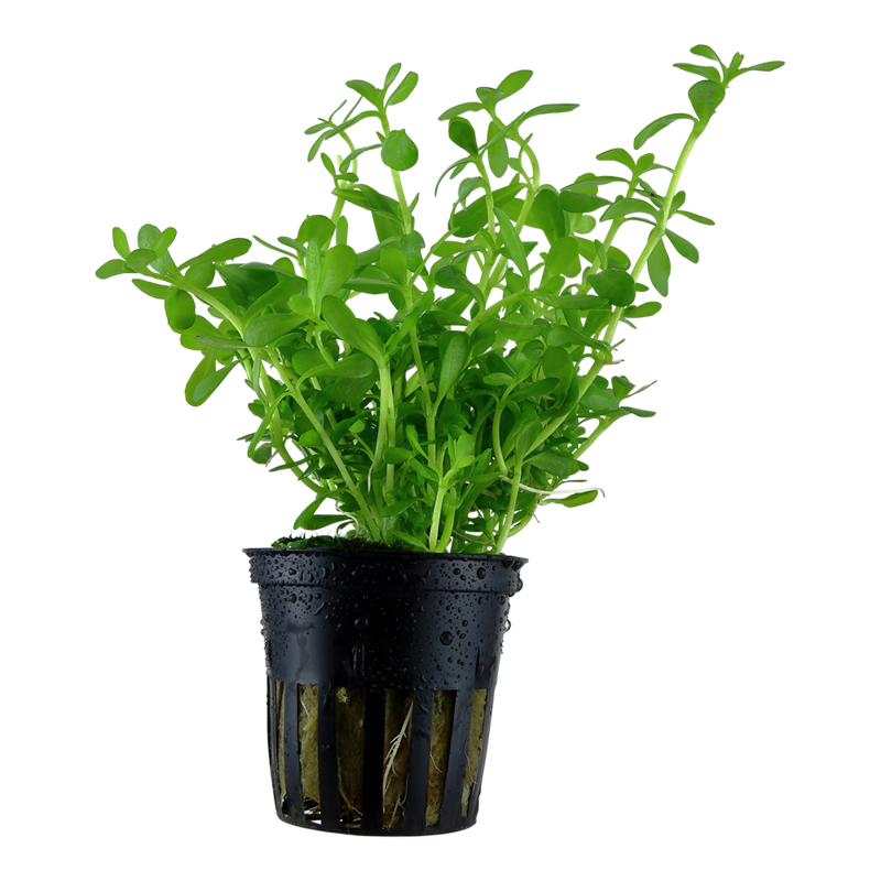 Bacopa monnieri &#39;Compact&#39;