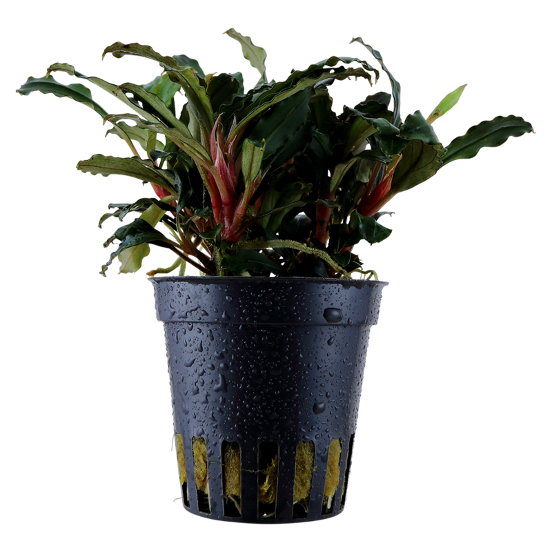 Bucephalandra sp, &#39;Red&#39;