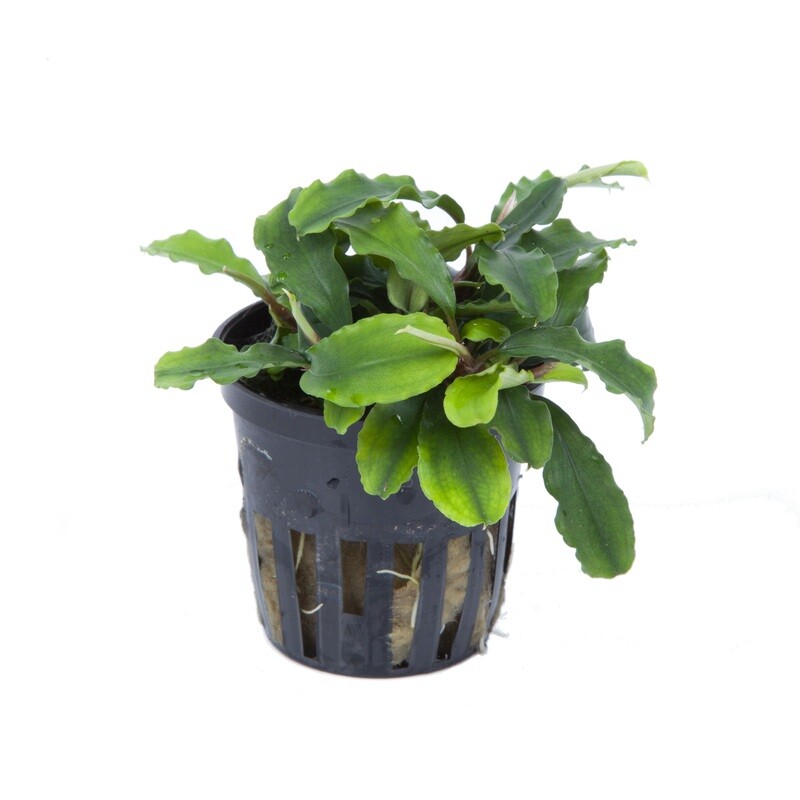 Bucephalandra pygmaea &#39;Bukit Kelam&#39;