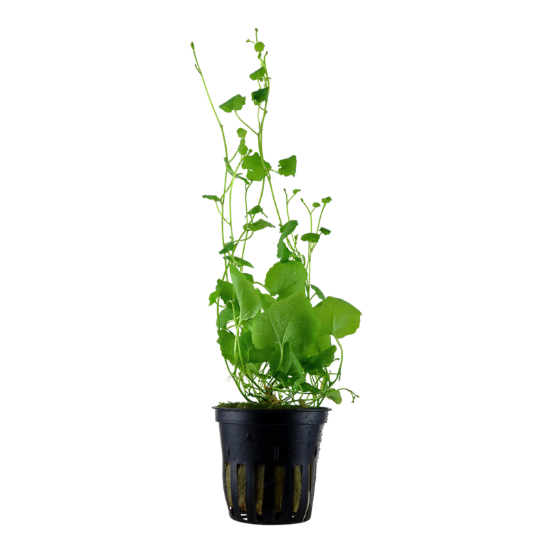 Cardamine lyrata