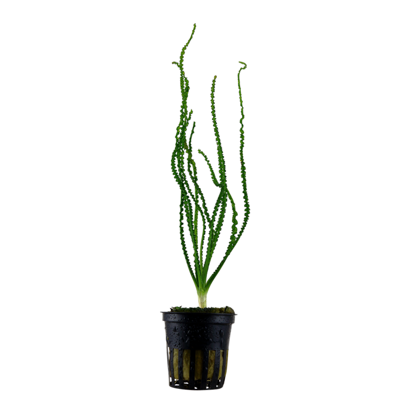 Crinum calamistratum