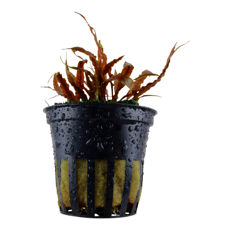 Cryptocoryne albida &#39;Brown&#39;