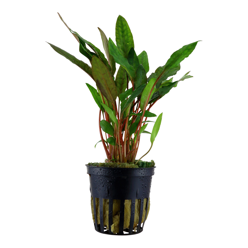 Cryptocoryne beckettii &#39;Petchii&#39;