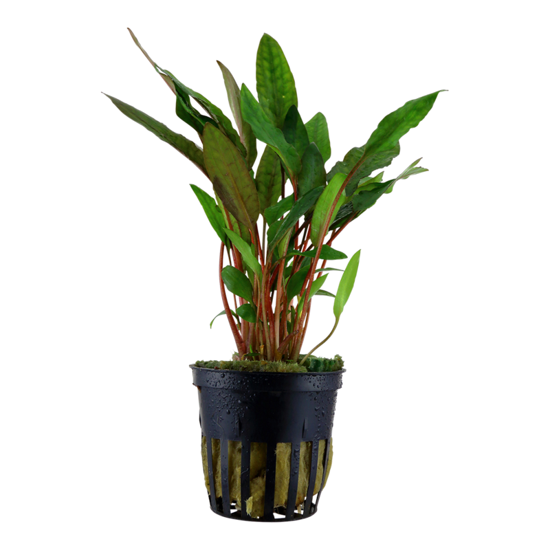 Cryptocoryne beckettii &#39;Petchii&#39;