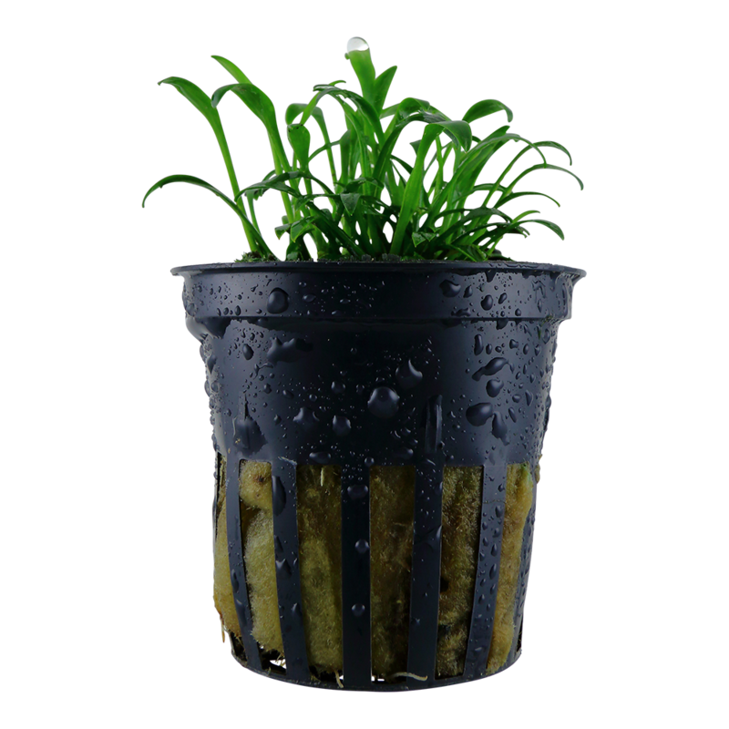 Cryptocoryne parva