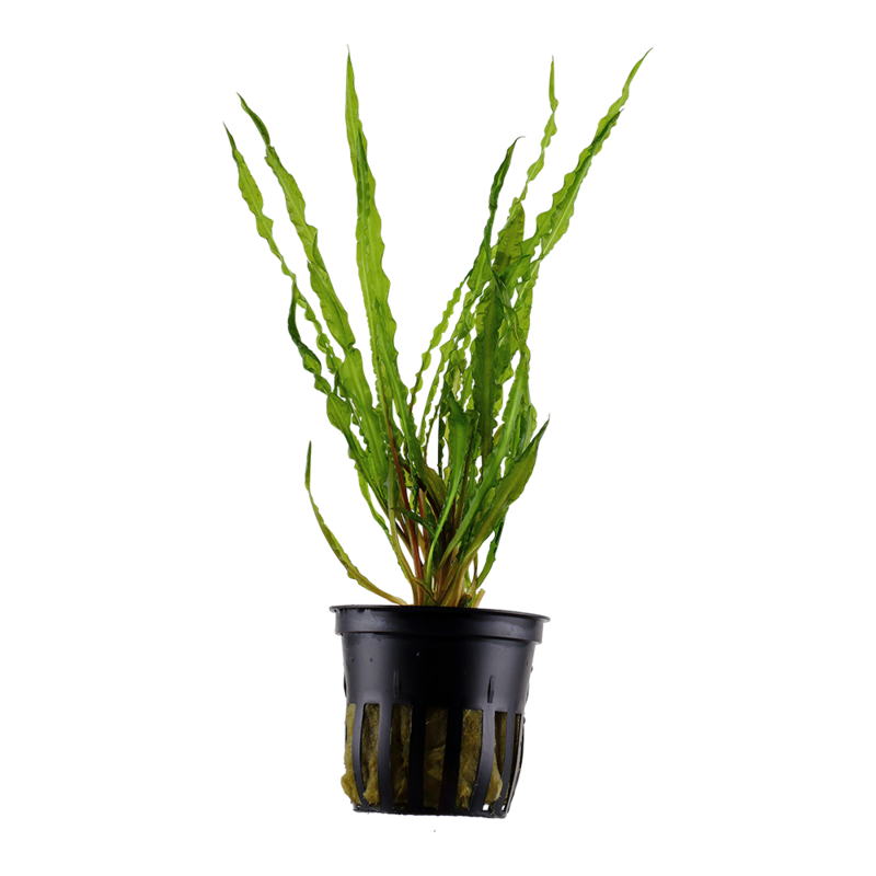 Cryptocoryne crispatula