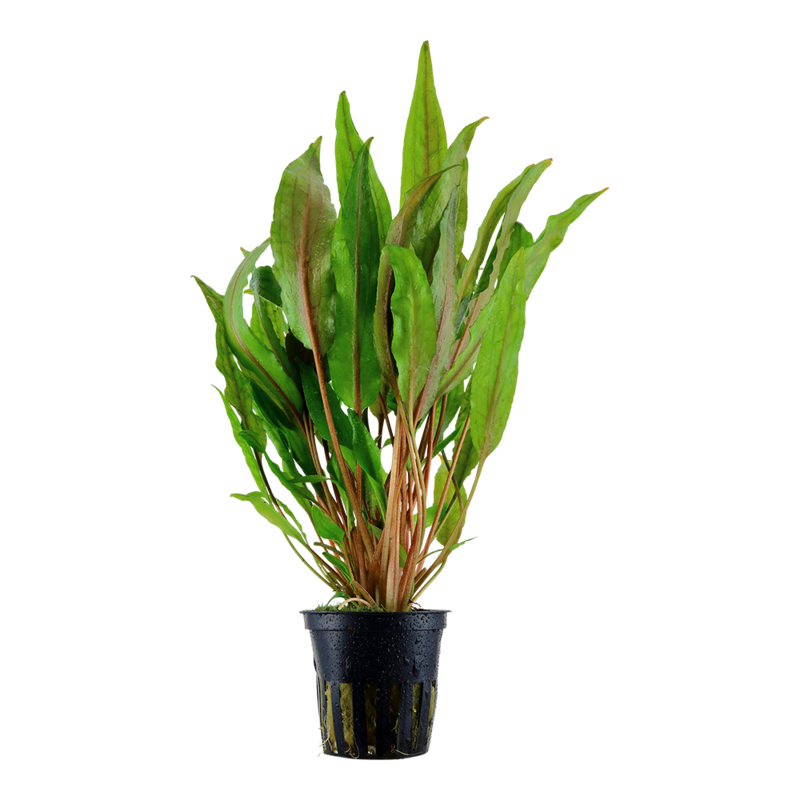 Cryptocoryne undulata &#39;Broad Leaf&#39;