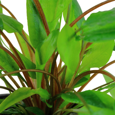 Cryptocoryne wendtii 'Green'