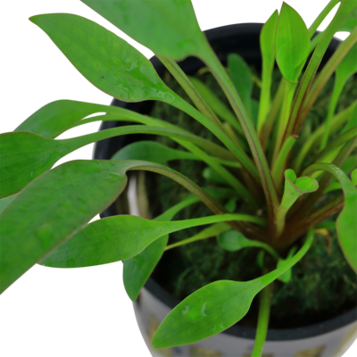Cryptocoryne x willisii