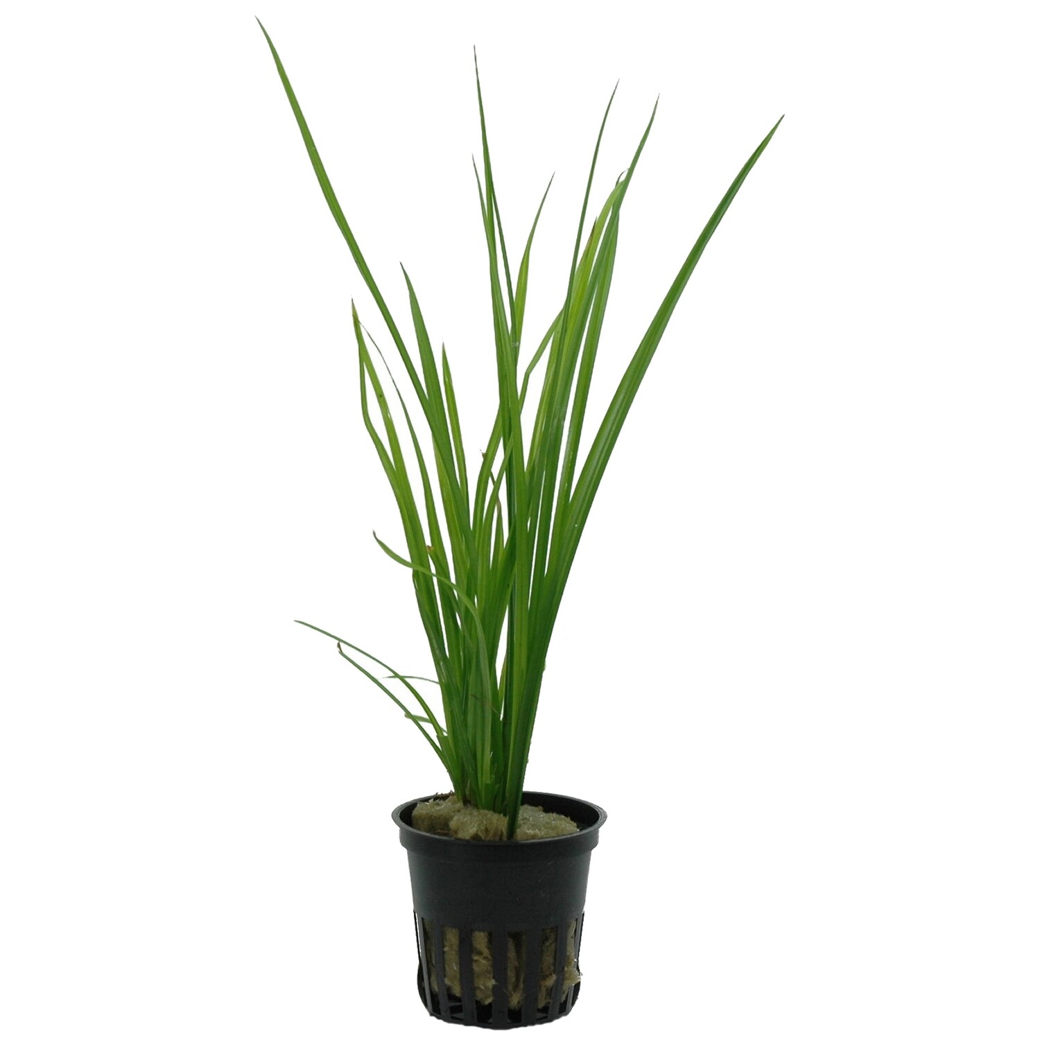 Cyperus helferi