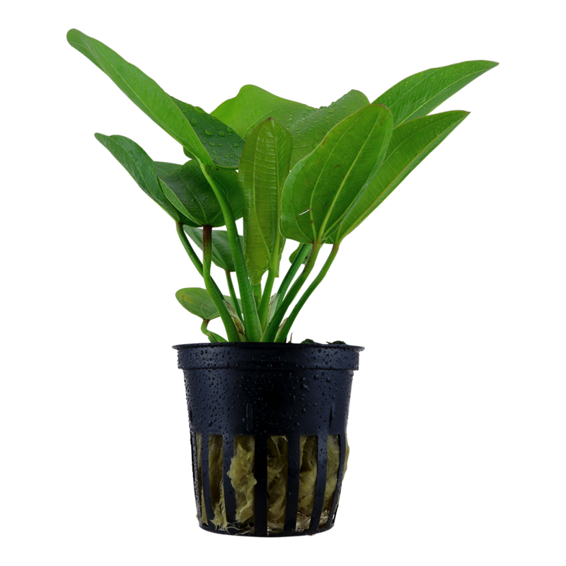 Echinodorus &#39;Aquartica&#39;