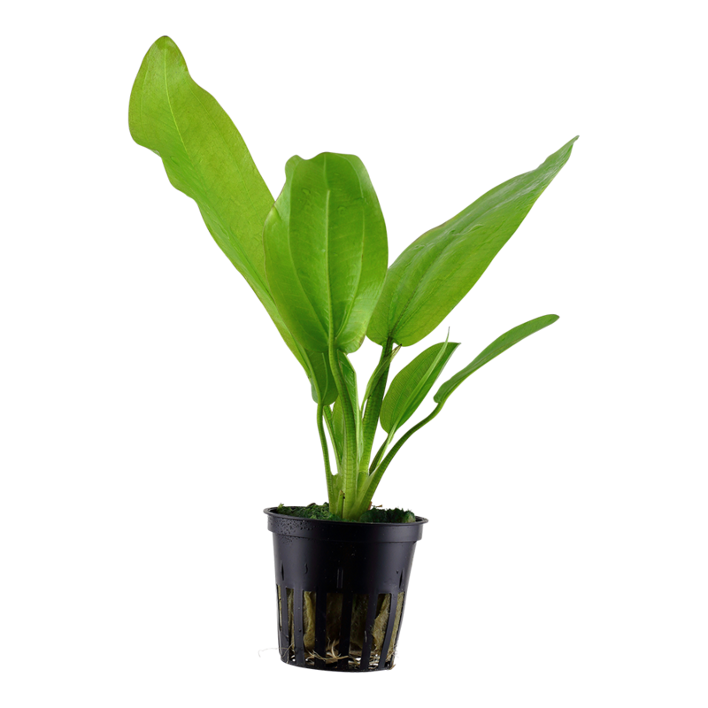Echinodorus cordifolius &#39;Fluitans&#39;