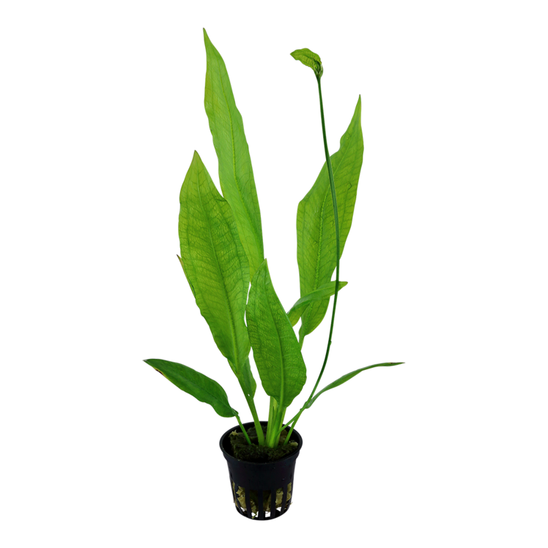 Echinodorus grisebachii &#39;Bleherae&#39;