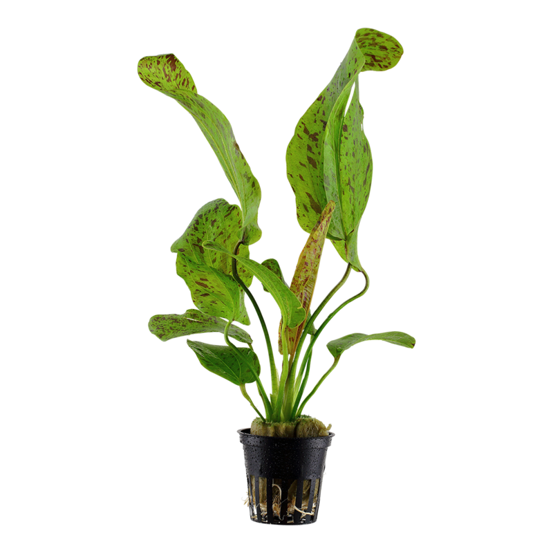Echinodorus &#39;Ozelot Green&#39;