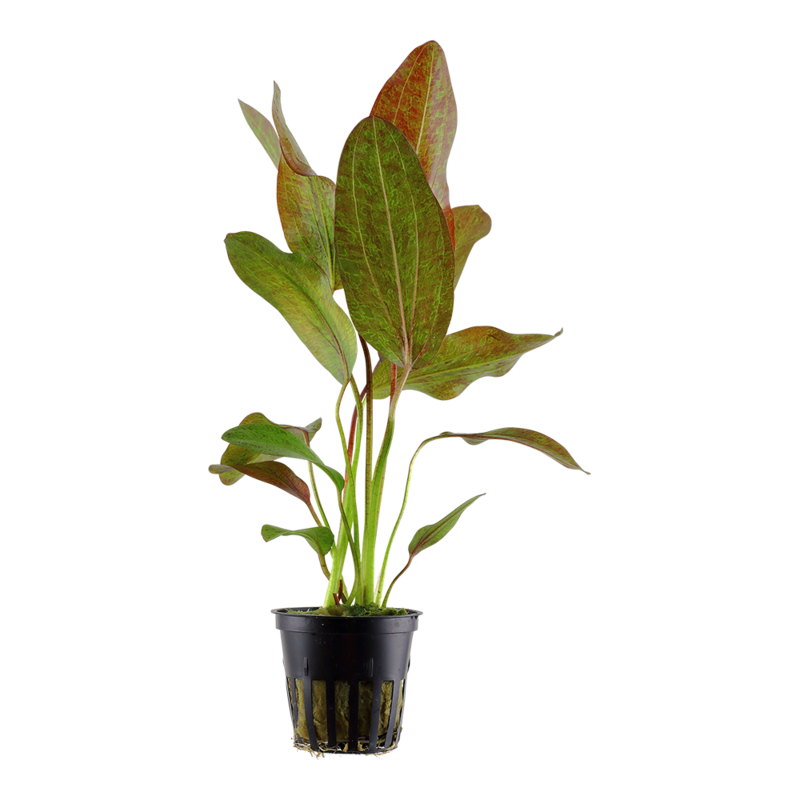 Echinodorus &#39;Ozelot&#39;