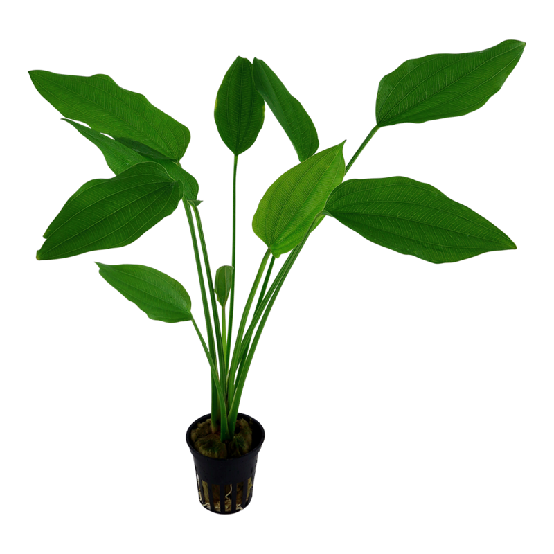 Echinodorus palifolius