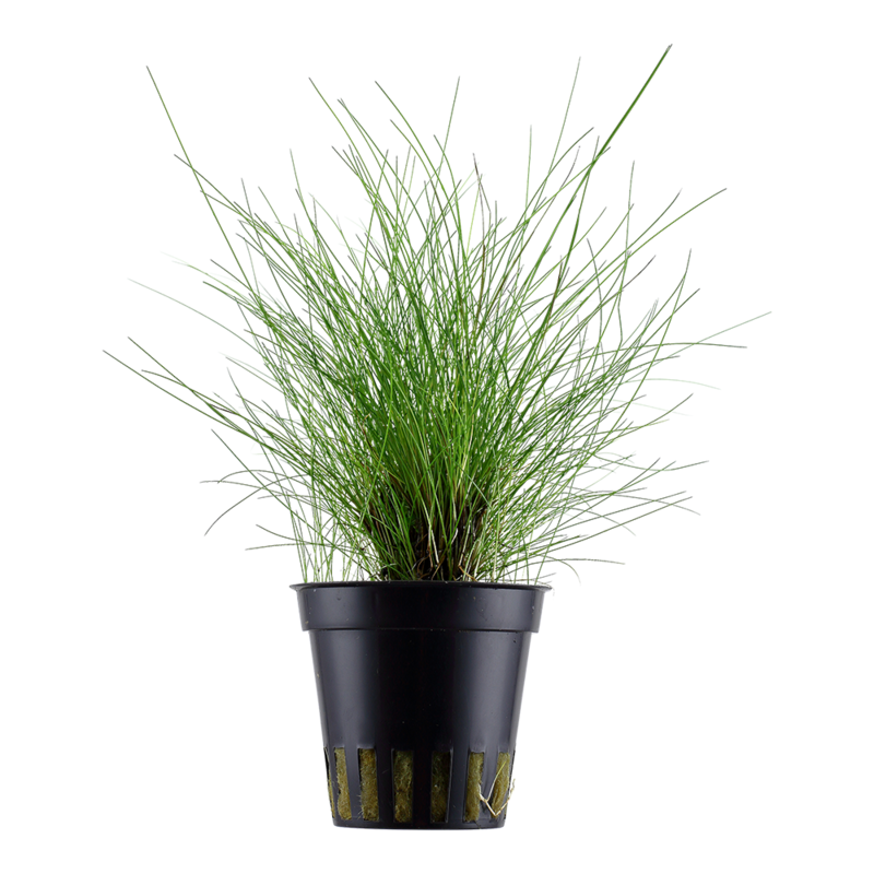 Eleocharis parvula