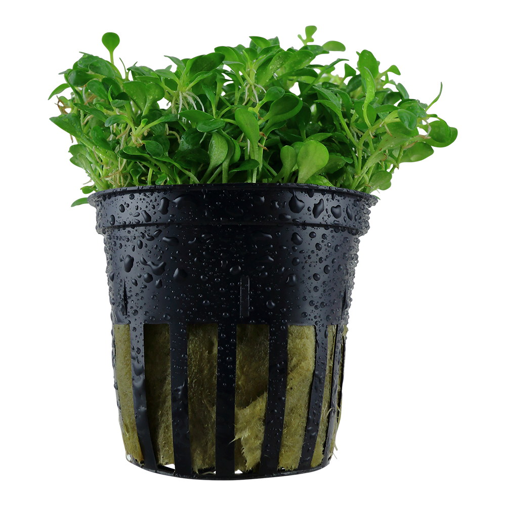 Glossostigma elatinoides