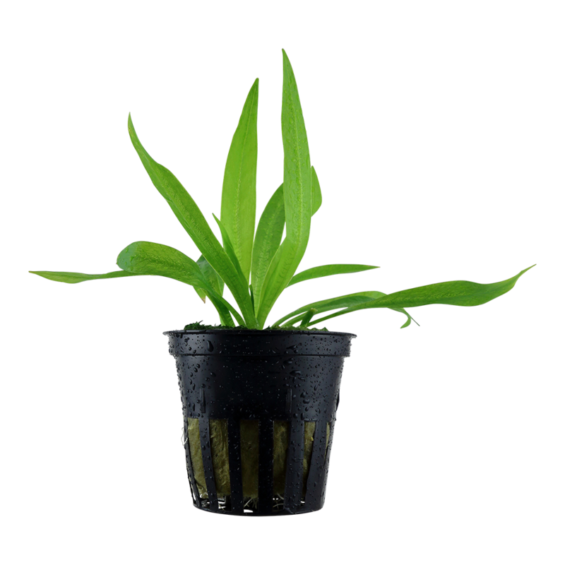 Helanthium bolivianum &#39;Quadricostatus&#39;