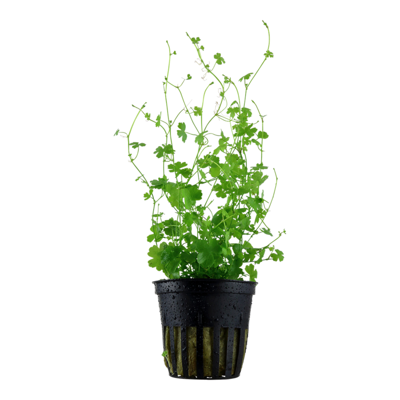 Hydrocotyle tripartita