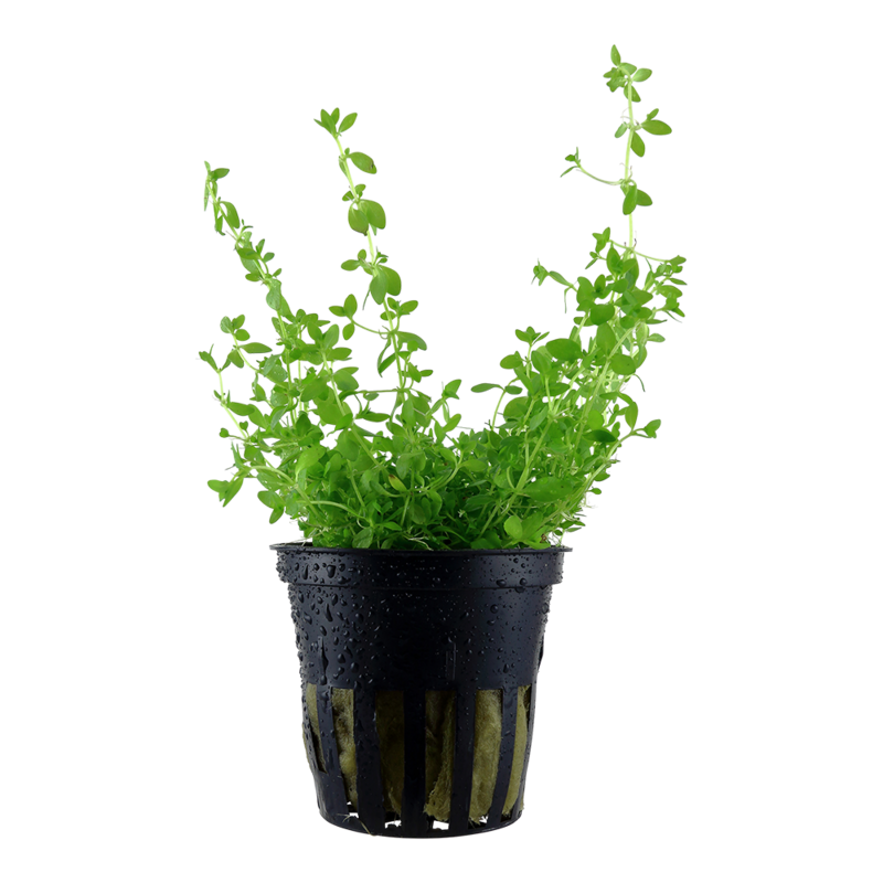 Micranthemum Glomeratum