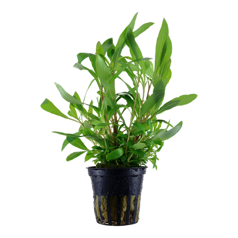 Hygrophila corymbosa &#39;Siamensis 53B&#39;