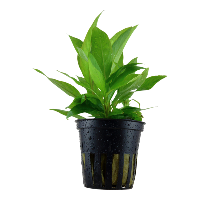 Hygrophila corymbosa &#39;Siamensis&#39;