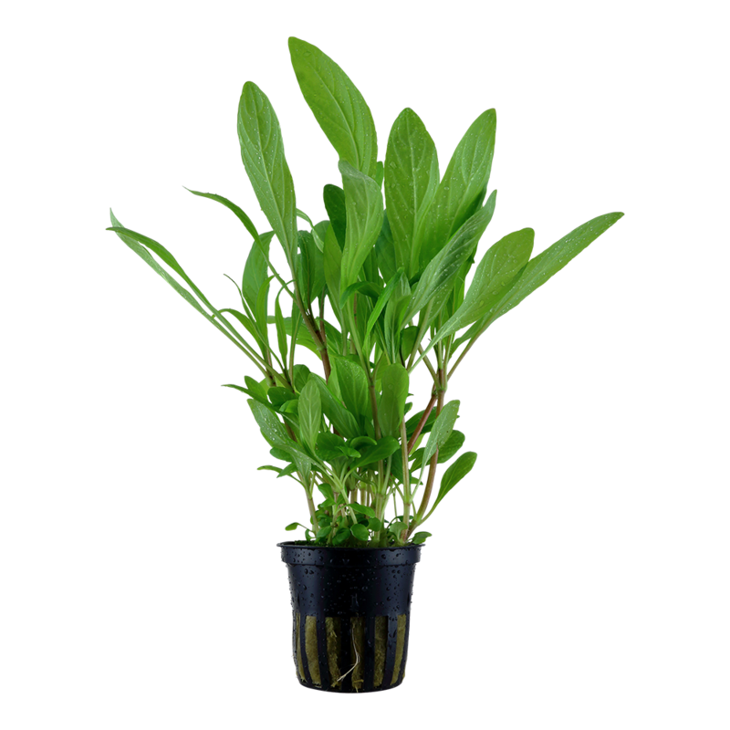 Hygrophila costata