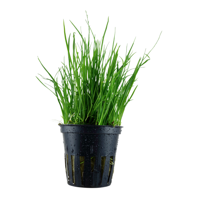 Lilaeopsis mauritiana