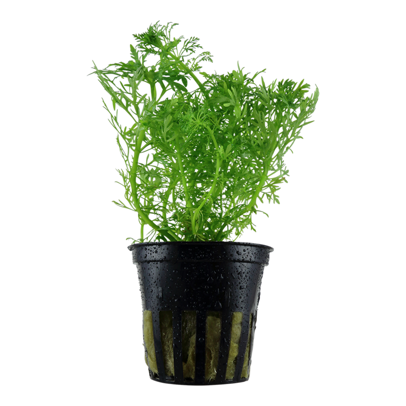Limnophila aquatica