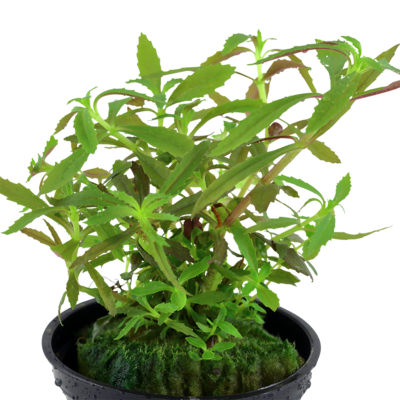 Limnophila hippuridoides