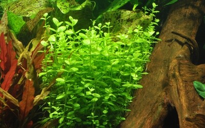 Lindernia rotundifolia