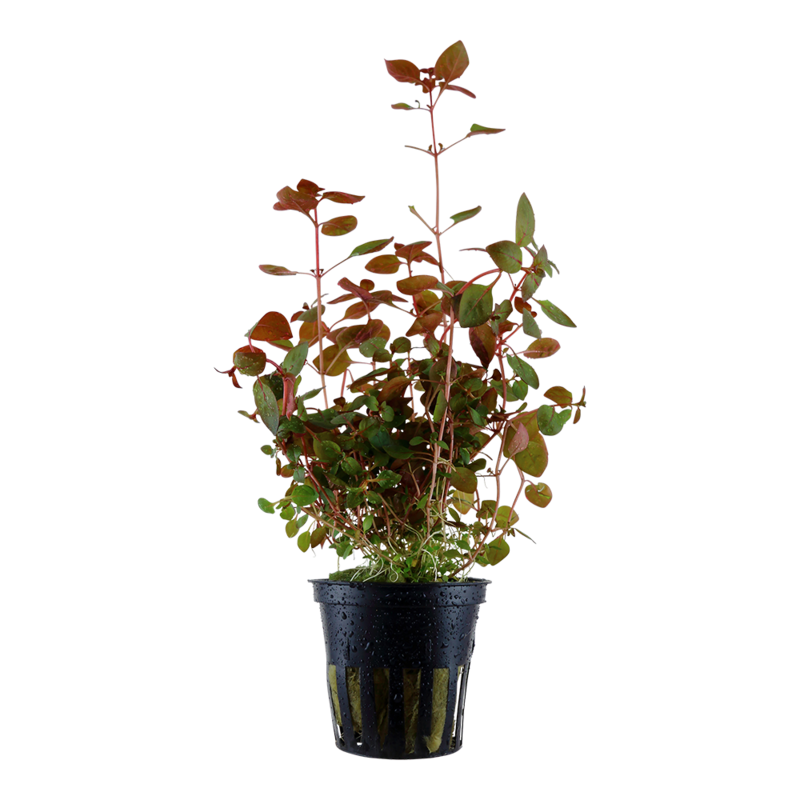 Ludwigia palustris &#39;Super Red&#39;