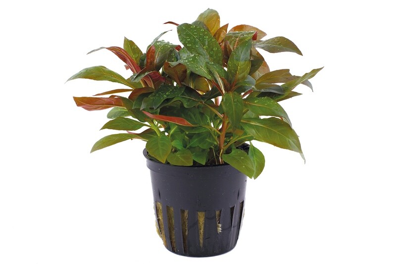 Ludwigia glandulosa