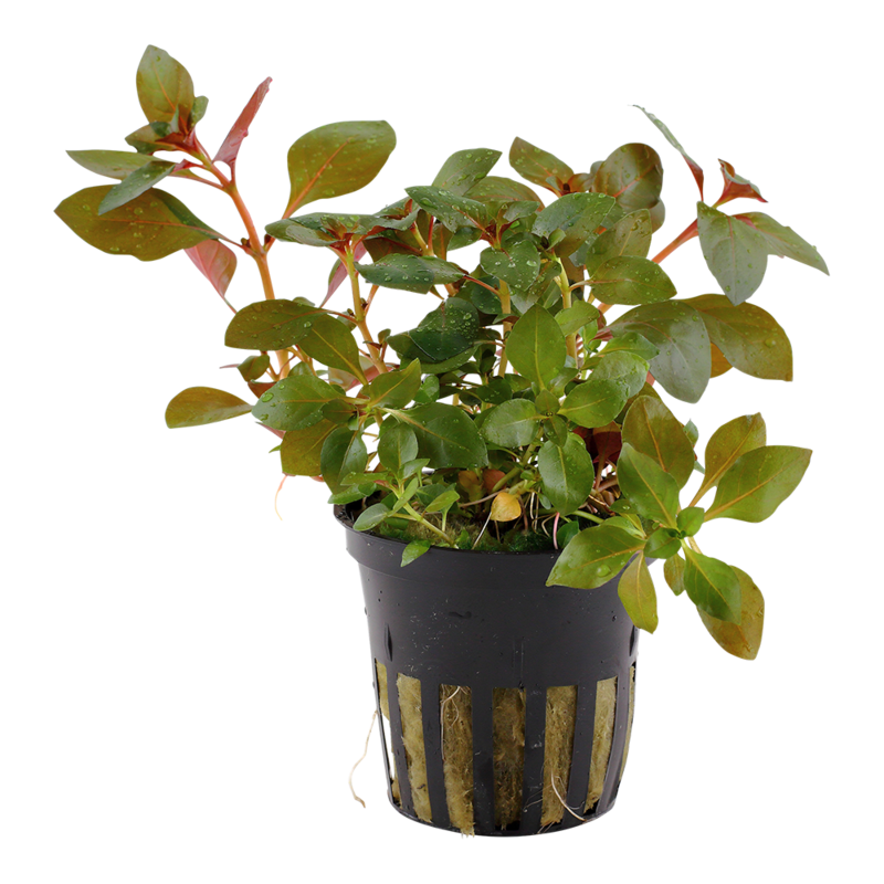 Ludwigia repens &#39;Rubin&#39;