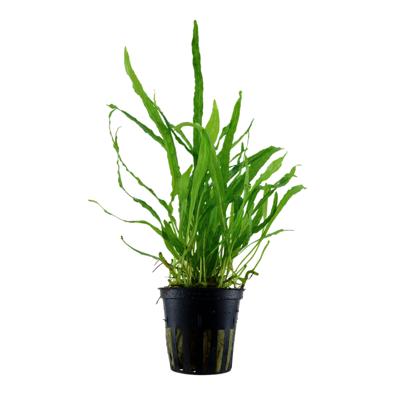 Microsorum pteropus &#39;Narrow&#39;