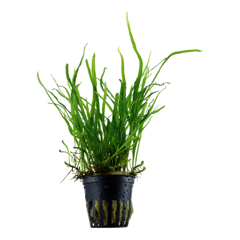 Microsorum pteropus &#39;Trident&#39;